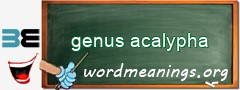 WordMeaning blackboard for genus acalypha